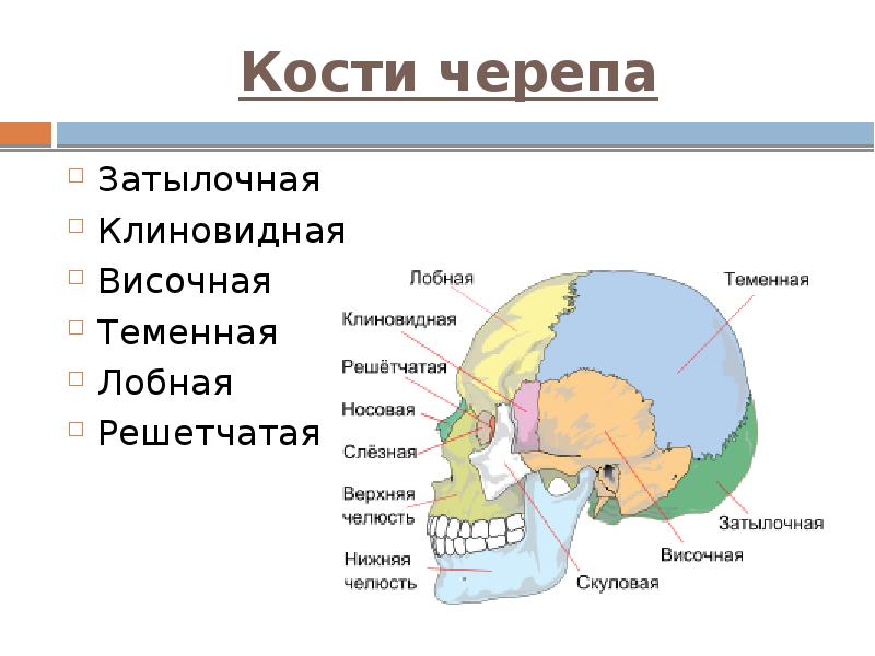 Кости черепа Затылочная Клиновидная Височная Теменная Лобная Решетчатая