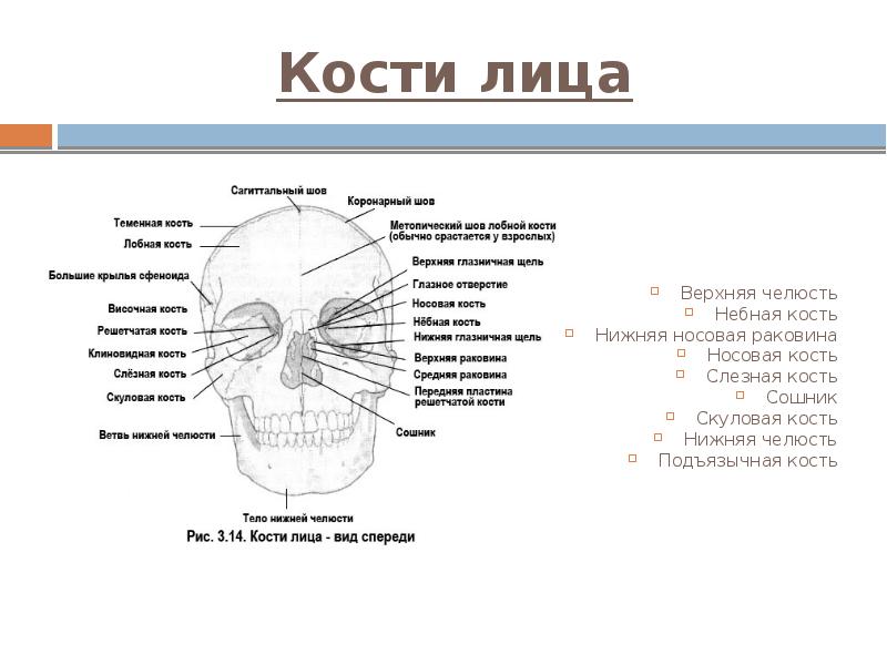 Кости лица Верхняя челюсть Небная кость Нижняя носовая раковина Носовая кость