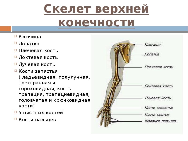Скелет верхней конечности Ключица Лопатка Плечевая кость Локтевая кость Лучевая кость