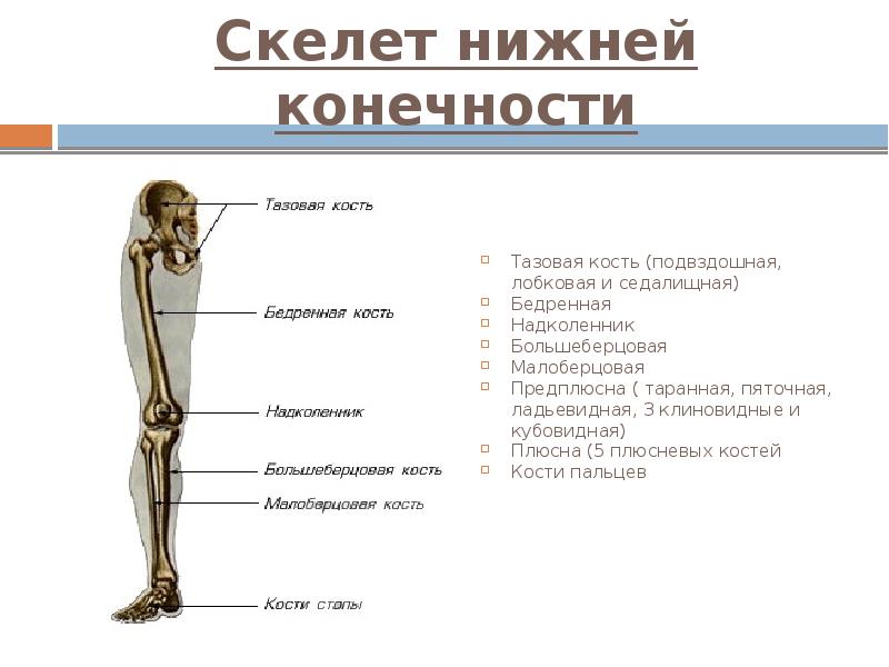 Скелет нижней конечности Тазовая кость (подвздошная, лобковая и седалищная) Бедренная Надколенник