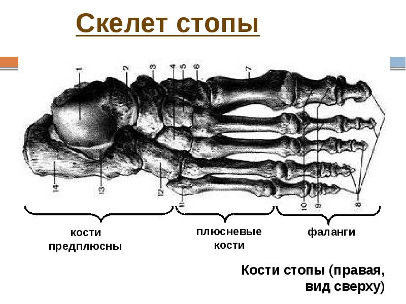 Название костей стопы с рисунком