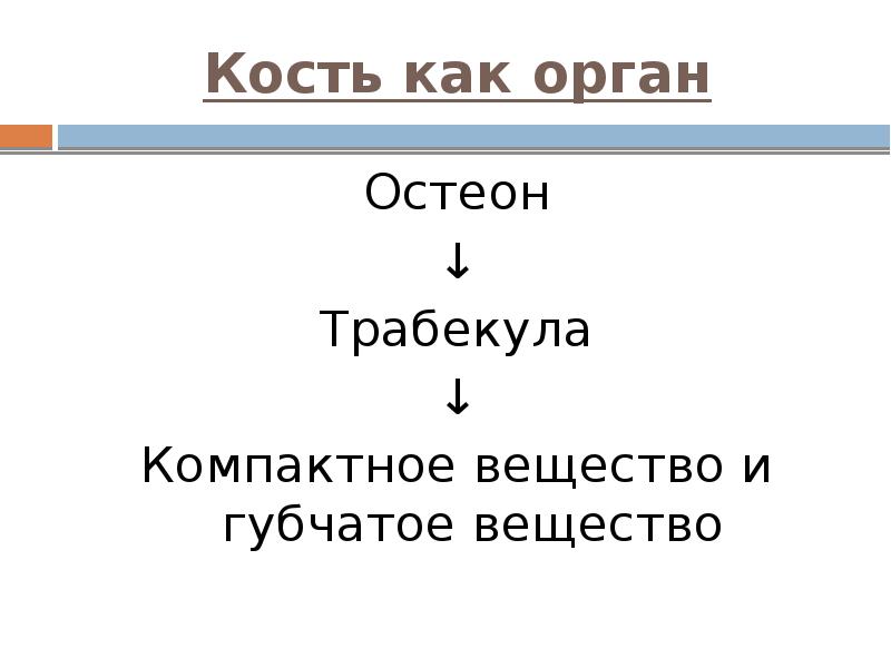 Кость как орган Остеон ↓ Трабекула ↓ Компактное вещество и губчатое