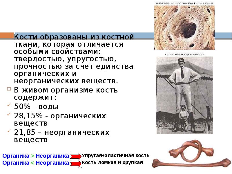 Кости образованы из костной ткани, которая отличается особыми свойствами: твердостью, упругостью,