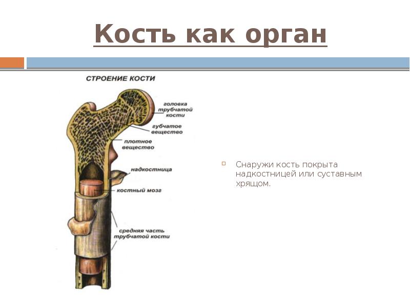 Кость как орган Снаружи кость покрыта надкостницей или суставным хрящом.