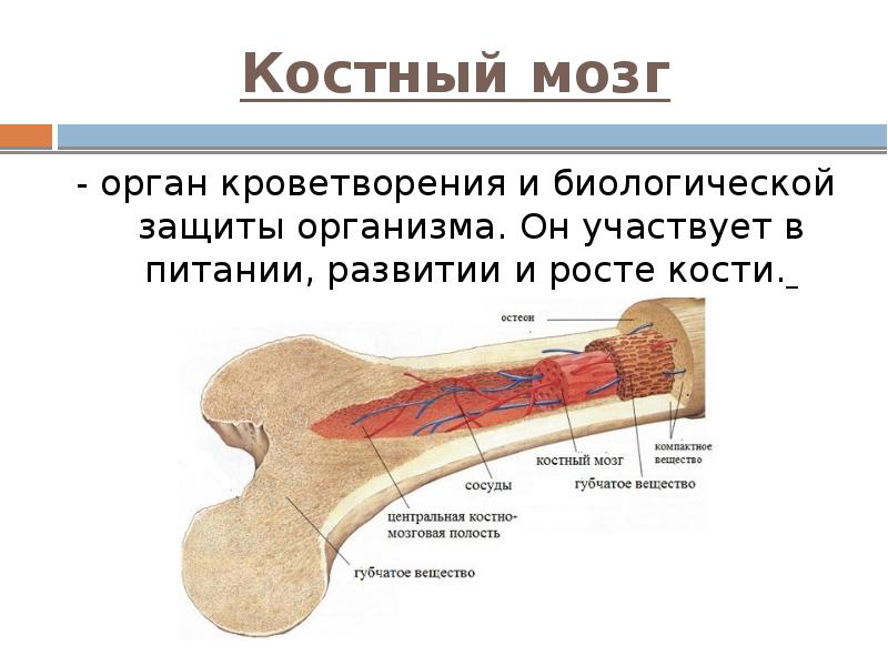 Костный мозг - орган кроветворения и биологической защиты организма. Он участвует