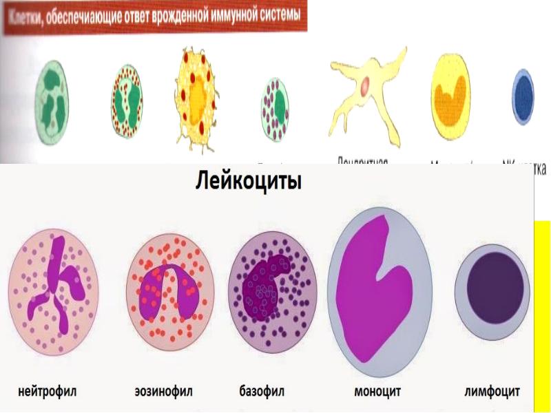 Иммунопатология патофизиология презентация