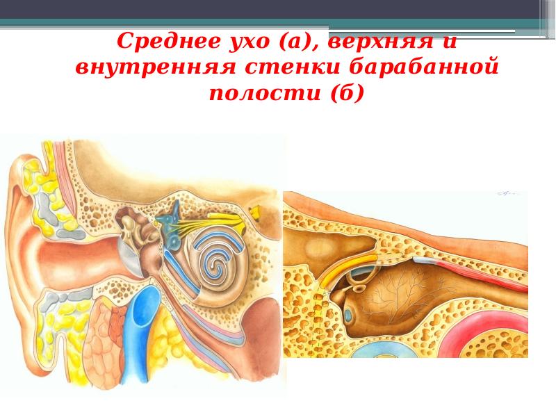 Анатомия уха презентация лор