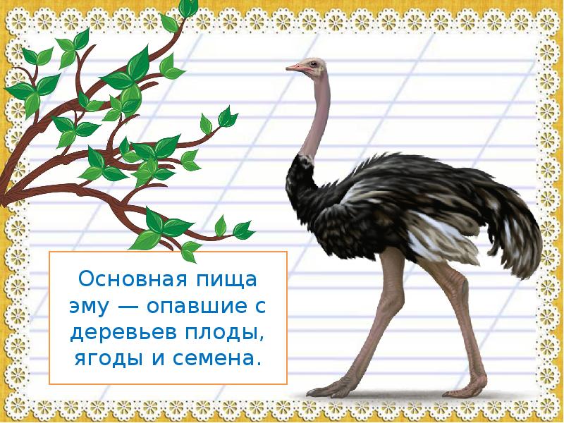 Эму раскраска для детей. Животное на букву э. Эму рисунок для детей. Страус на букву э. Буква э страус эму.