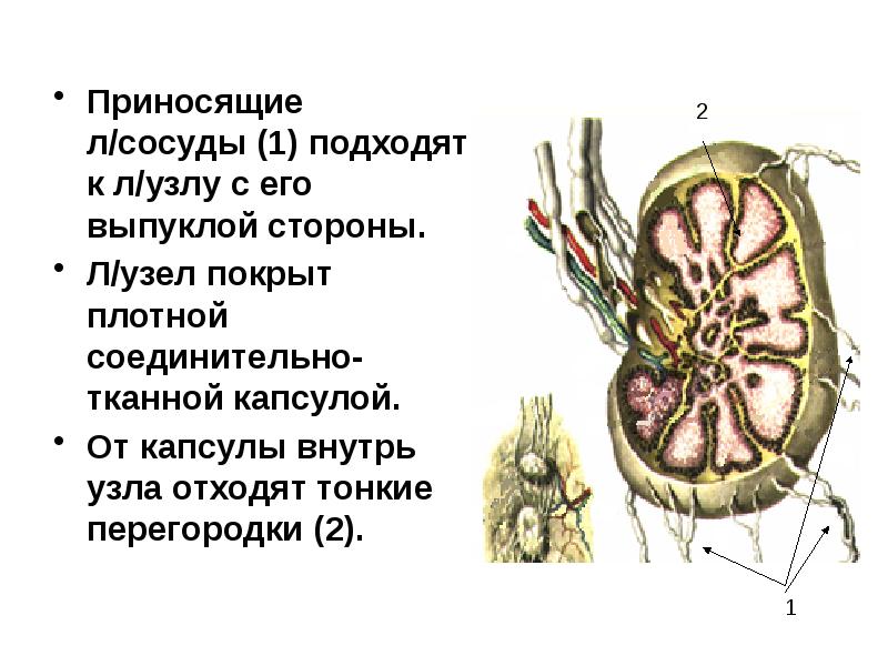 Анатомия лимфатической системы презентация