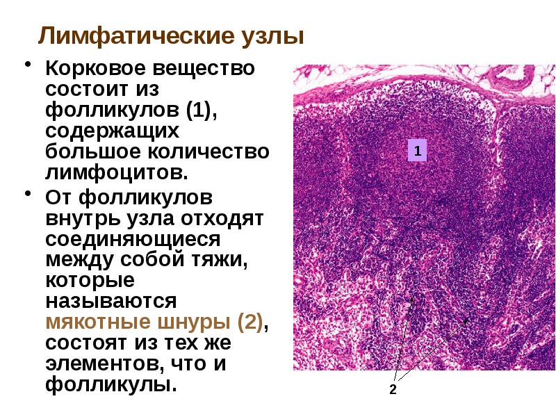 Лимфатический узел гистология рисунок с подписями