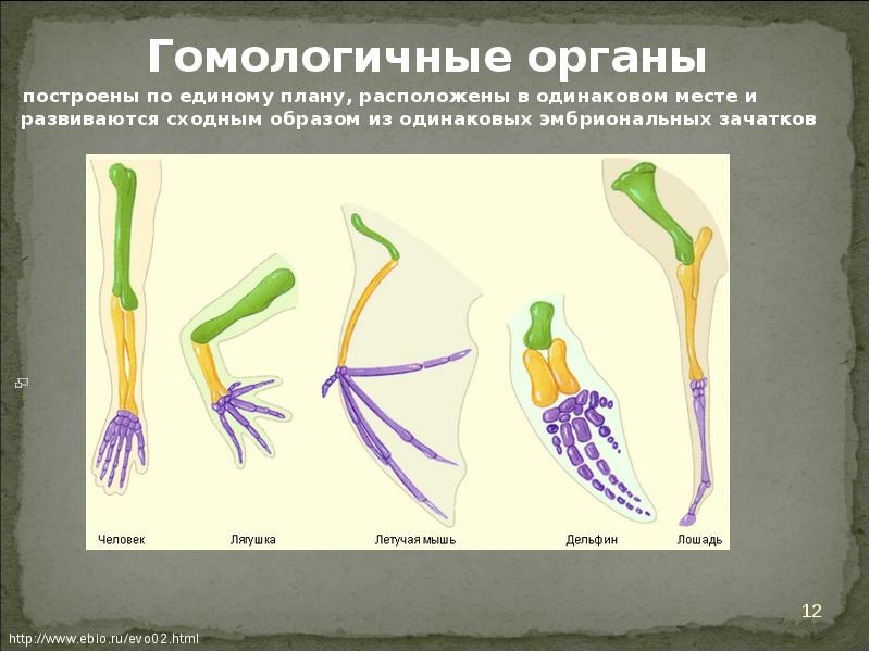 Органы имеющие единое происхождение общий план строения но выполняющие разные функции это