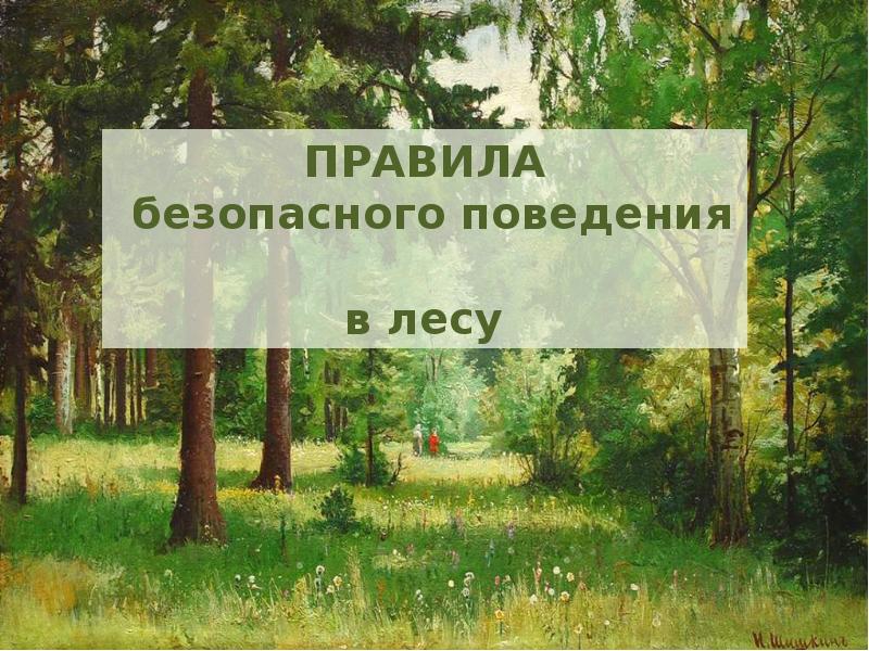 Добро пожаловать в лес. Правила поведения в лесу. Безопасное поведение в лесу. Правила безопасного поведения в лесу. Основные правила безопасности в лесу.