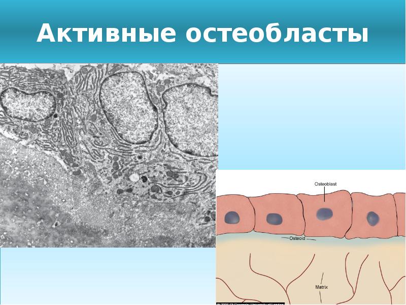 Непрямой остеогенез схема