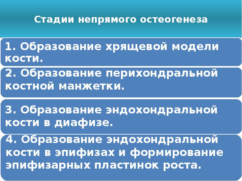 Прямой и непрямой остеогенез гистология. Прямой и непрямой остеогенез гистология
