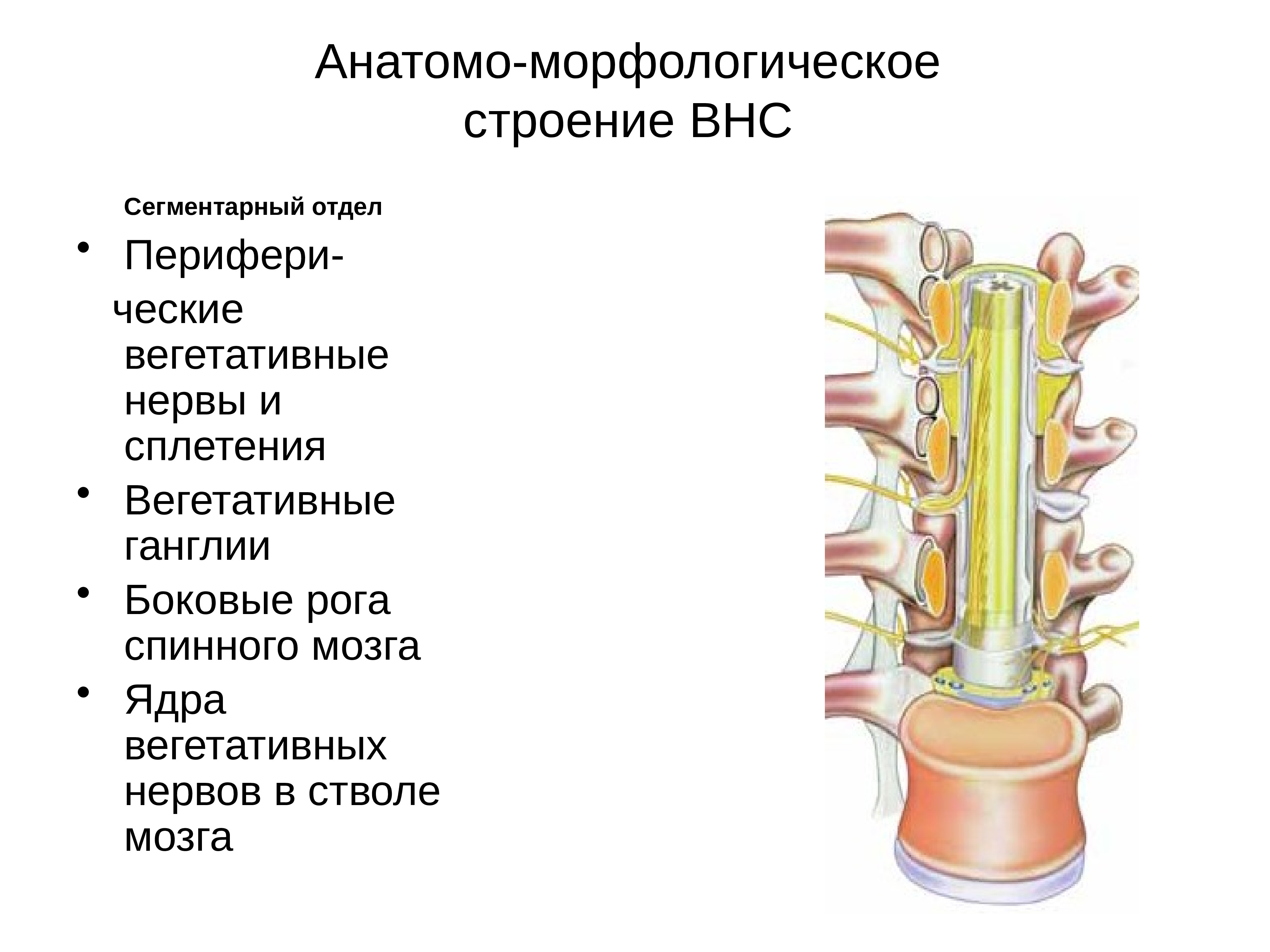 Морфологическое строение. Анатоми морфологическое строение. Морфологическое строение это. Ордолиогическая анатомия. ВНС морфологическая структура.