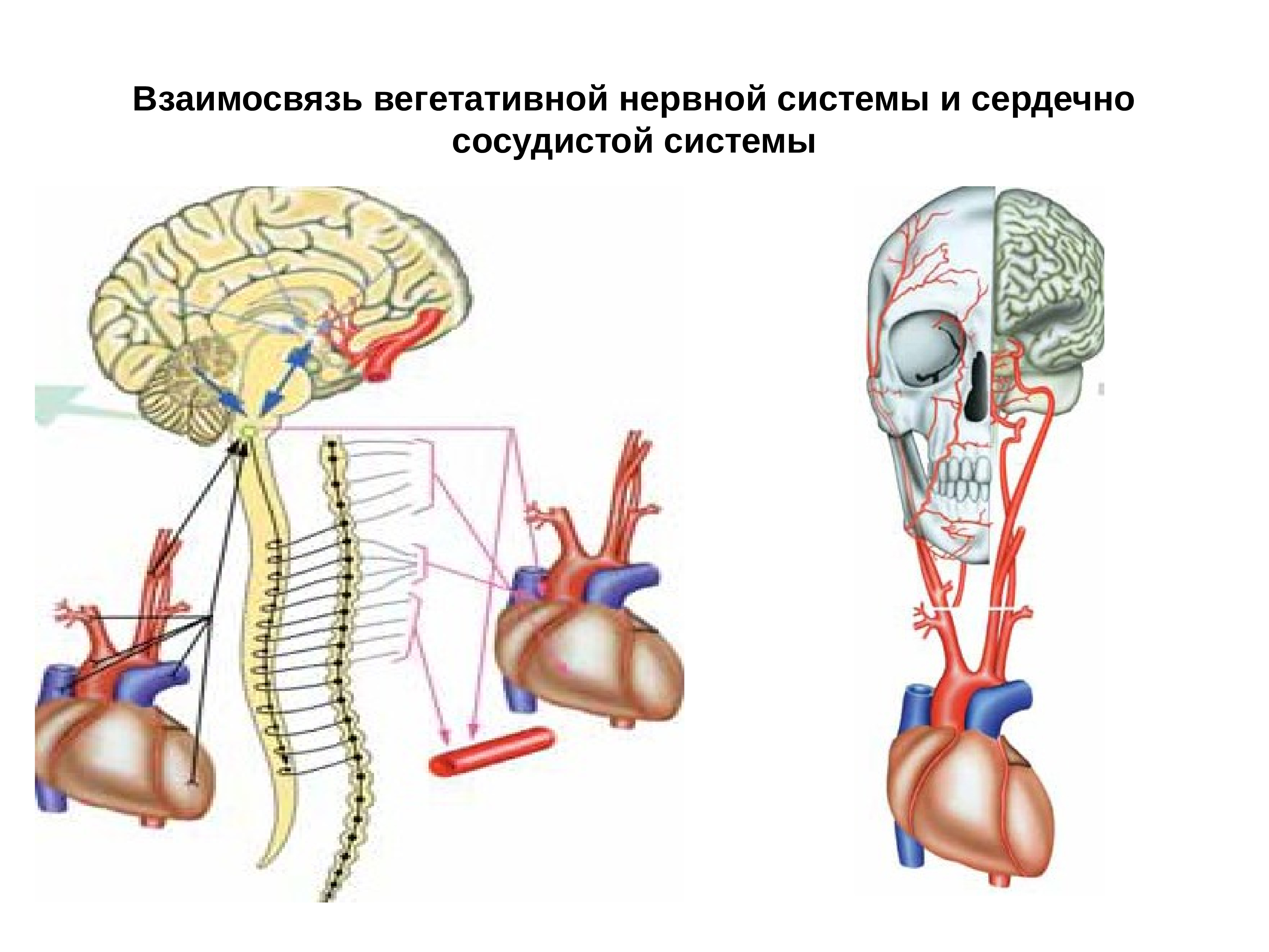 Вегетативная нервная система регулирует. Надсегментарный отдел ВНС. Вегетативная нервная система. Надсегментарные центры вегетативной нервной системы. Сегментарные и надсегментарные отделы ВНС.