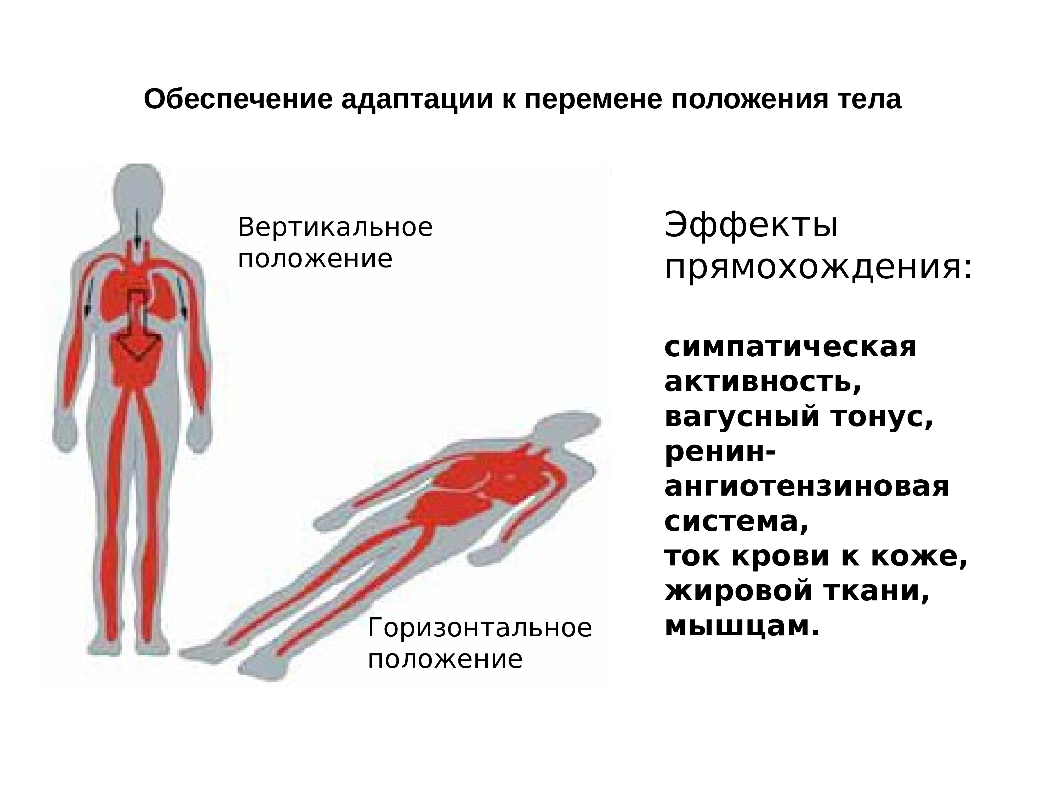 Вертикальное положение тела. Горизонтальное положение тела. Гори зонтальнон оложение. Горизонтальное и вертикальное положение.