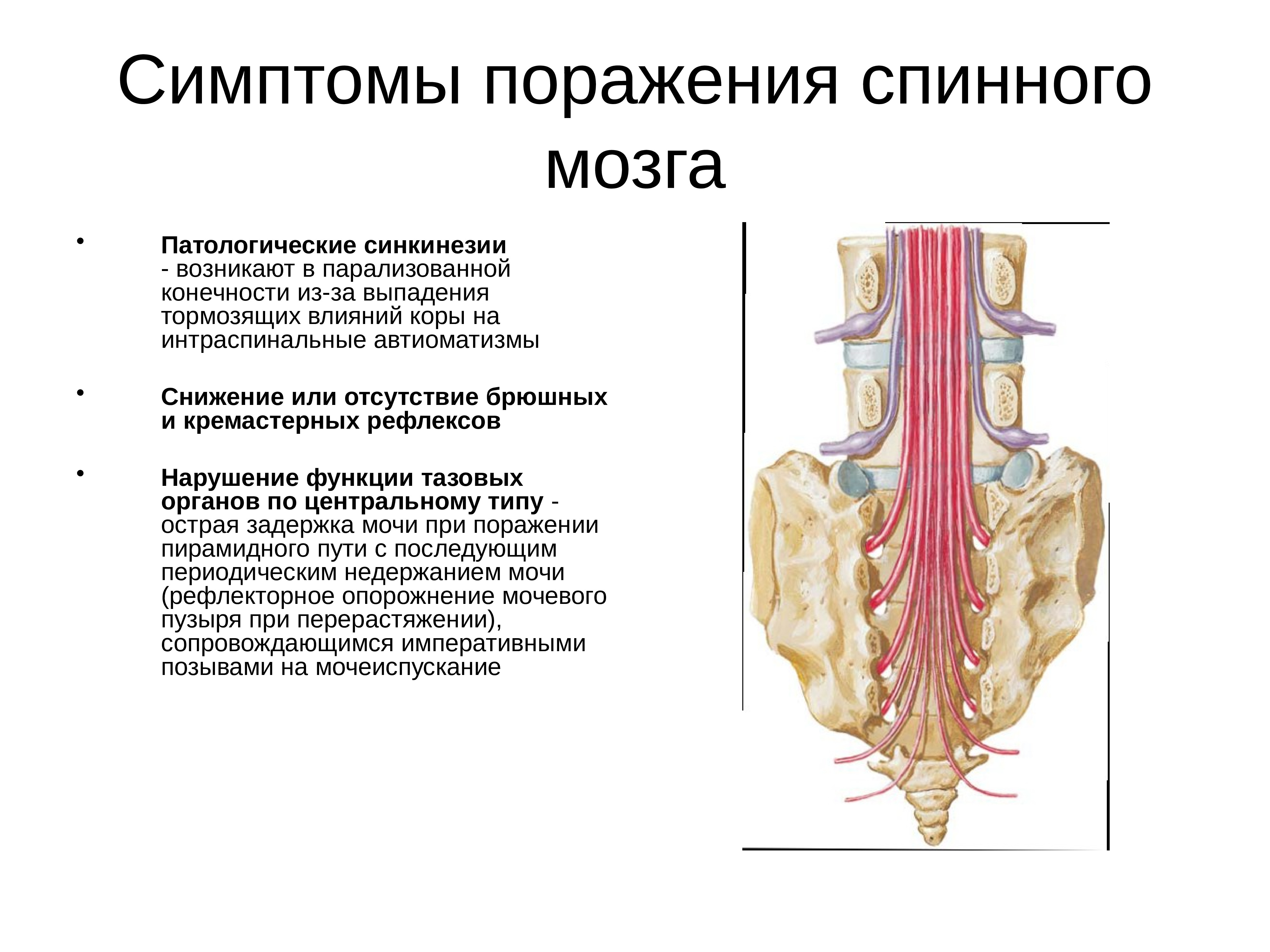 Поражение спинного. Признаки поражения спинного мозга. Симптомы поражения шейного отдела спинного мозга. Симптомы поражения верхнешейного отдела спинного мозга. Поражение грудного отдела спинного мозга.
