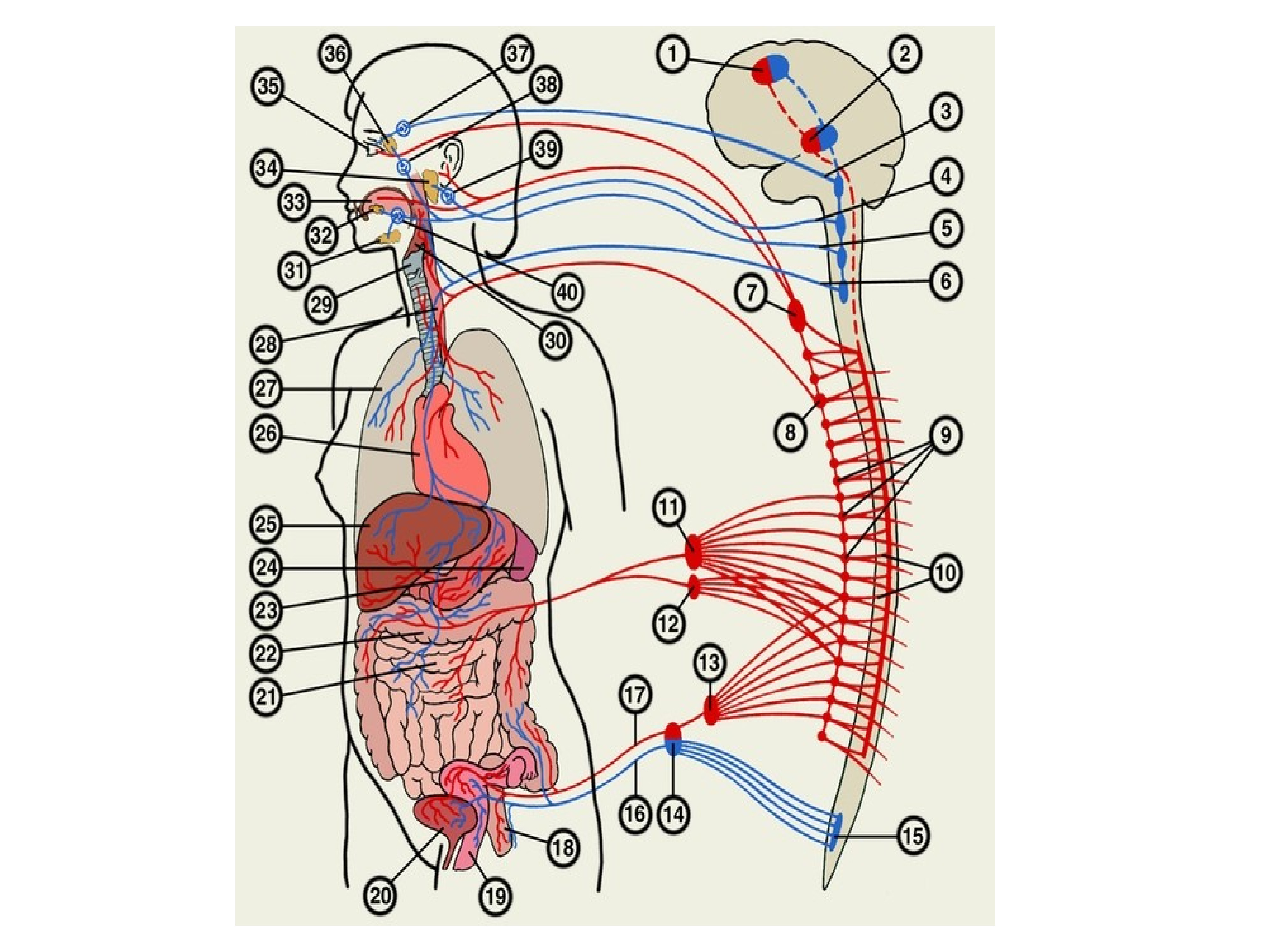 Дисфункция вегетативной нервной системы. Надсегментарный аппарат вегетативной нервной системы. Сплетения вегетативной нервной системы. Анатомо морфологическое строение.