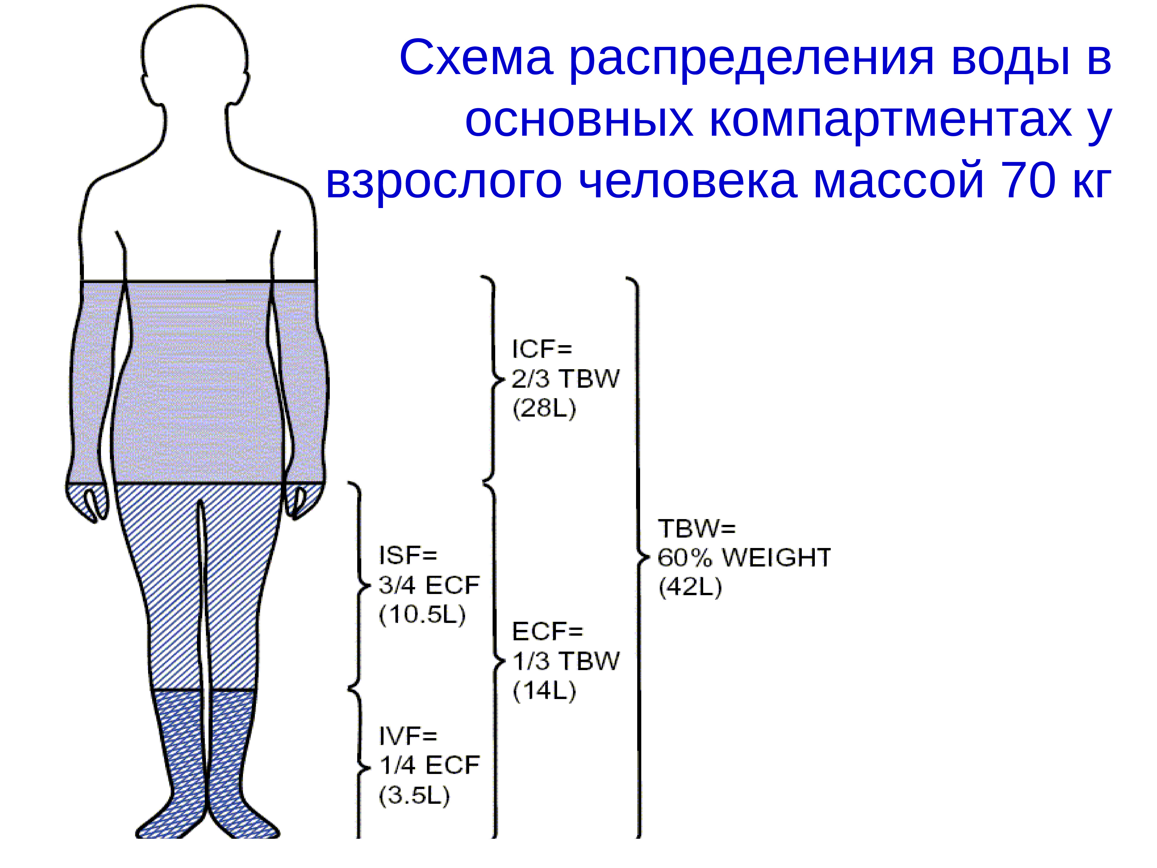 Распределение веса. Схема распределения воды в организме. Взрослый человек схема. Нарушение кислотно-основного обмена. Распределение веса человека.