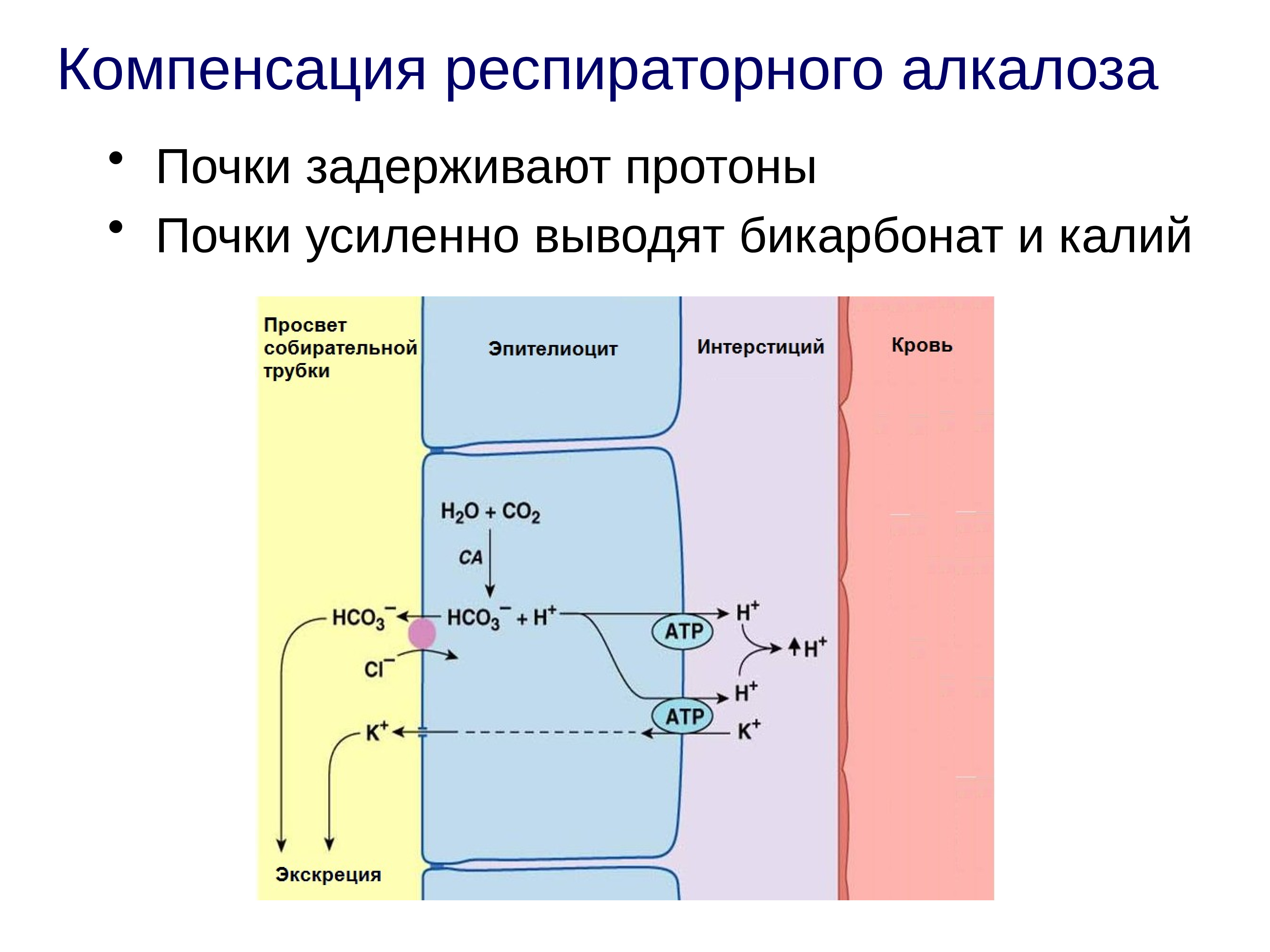 Нарушение основного обмена презентация