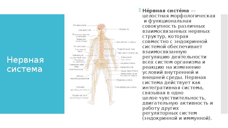 Значение нервной системы 8 класс конспект