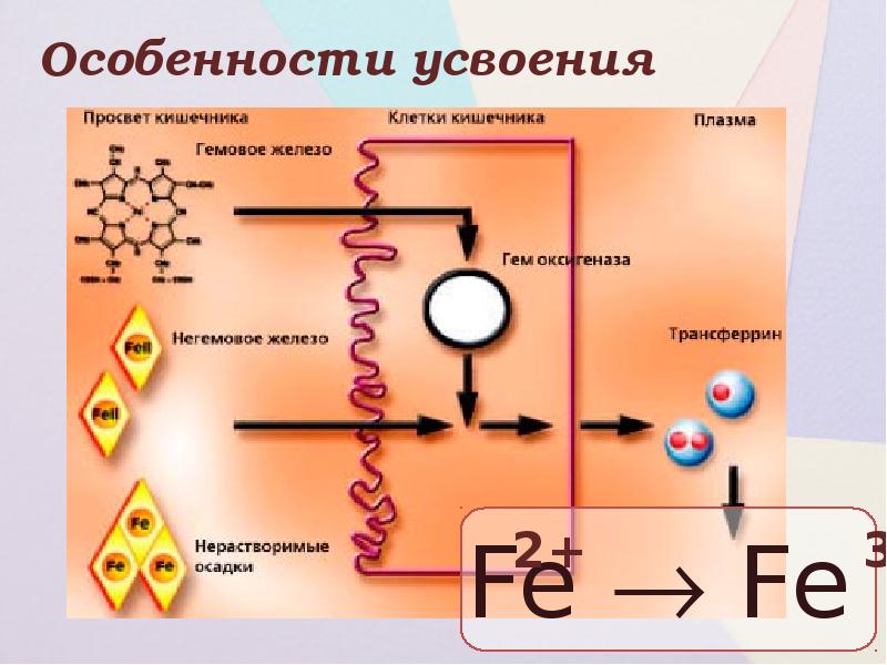 Железо входит в состав гемоглобина