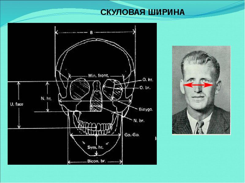 Развитие черепа в онтогенезе индивидуальные возрастные. Индивидуальная изменчивость черепа.