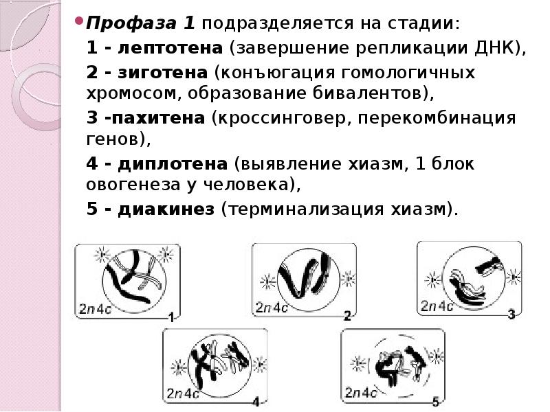 Профаза 1 мейоза. Этапы профазы 1 мейоза. Профаза 1 лептотена. Стадии профазы 1 мейоза. Фазы профазы 1 мейоза.