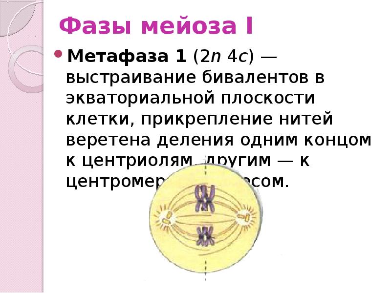 Метафаза 1 мейоза 1 рисунок