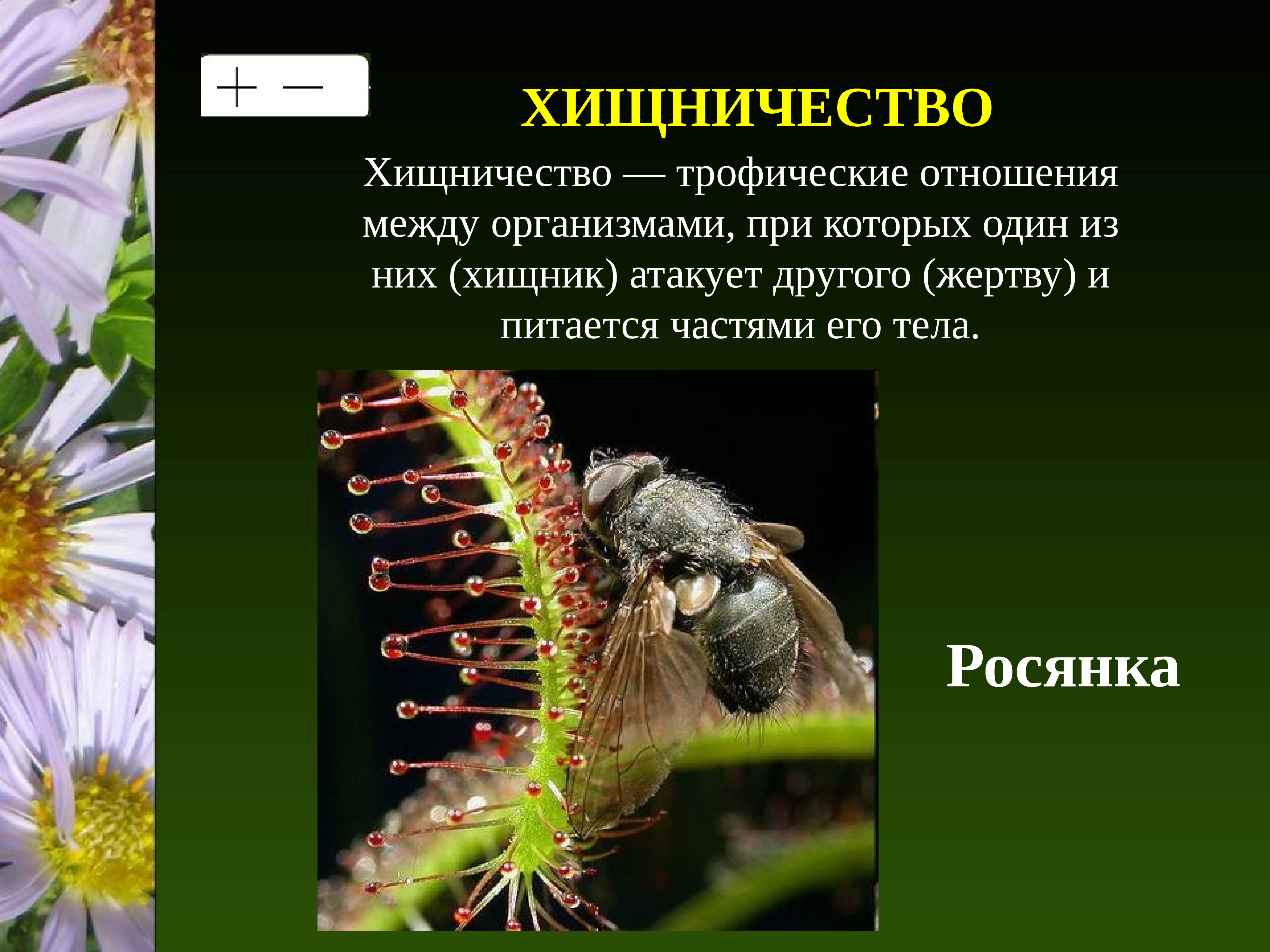 5 примеров хищничества. Хищничество примеры растений. Взаимоотношения между организмами. Взаимоотношения живых организмов хищничество. Типы хищничества.
