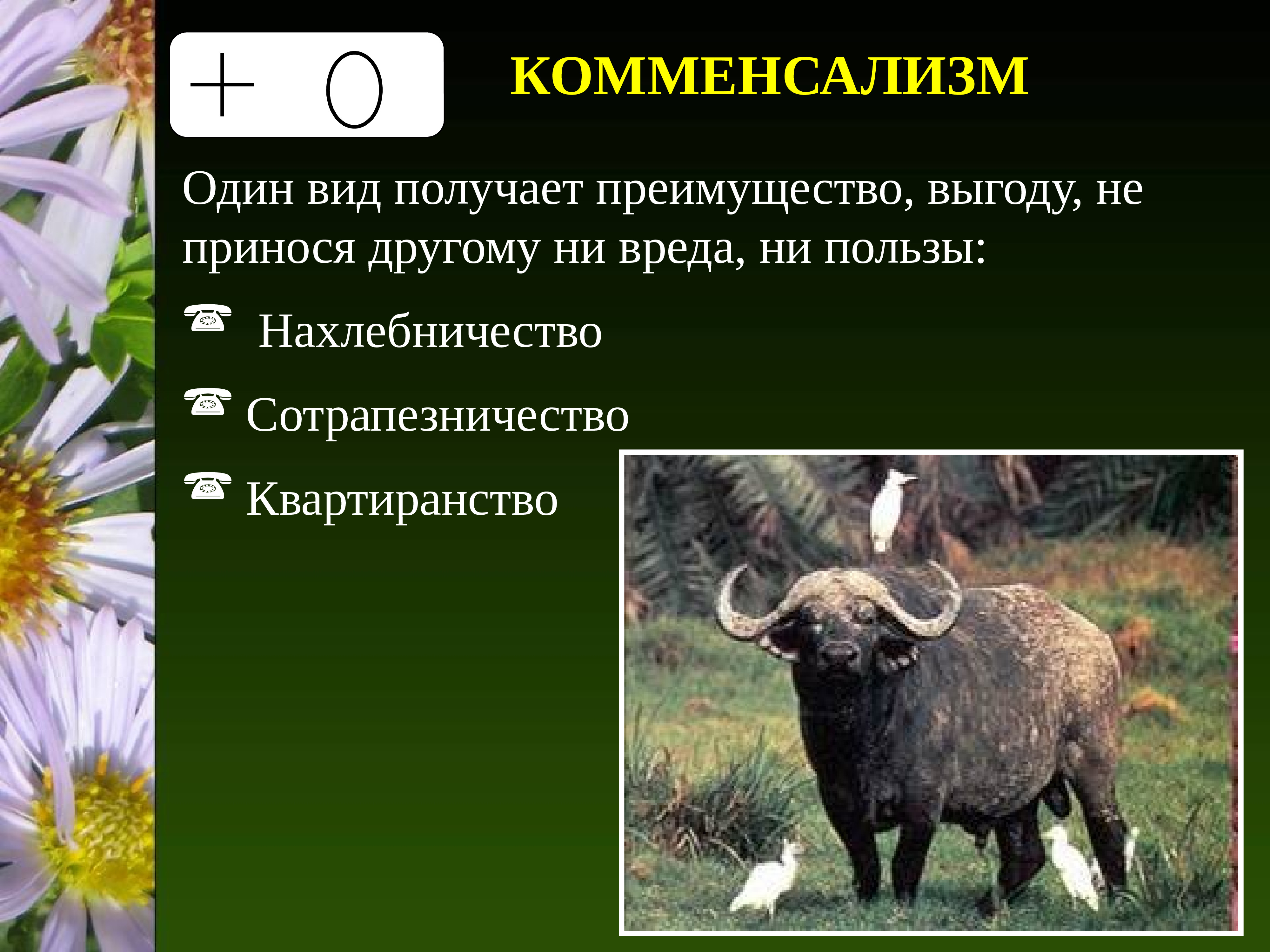 Примерами комменсализма являются. Комменсализм нахлебничество квартиранство. Нахлебничество сотрапезничество квартиранство. Комменсализм примеры. Комменсализм нахлебничество квартиранство сотрапезничество.