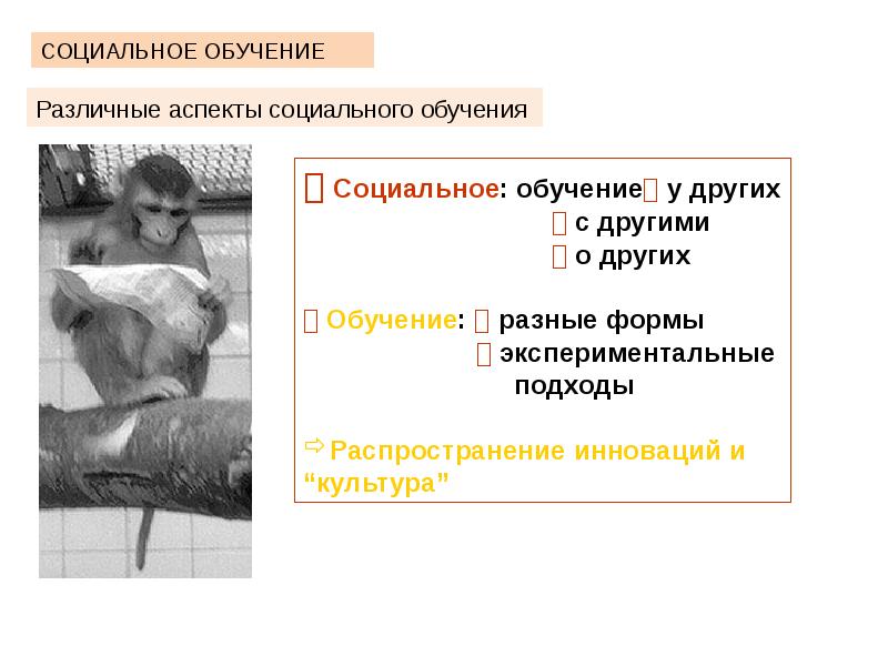 Сравнительная психология презентация