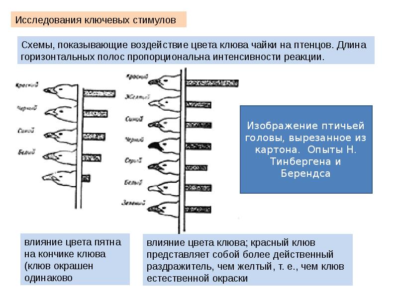 Сравнительная психология презентация