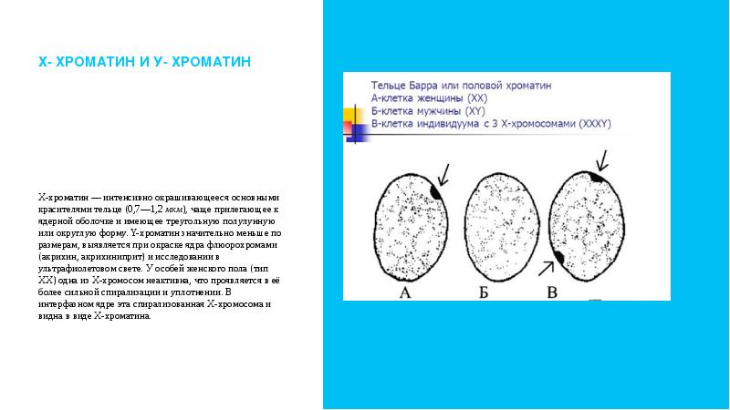 Рисунок тельца барра