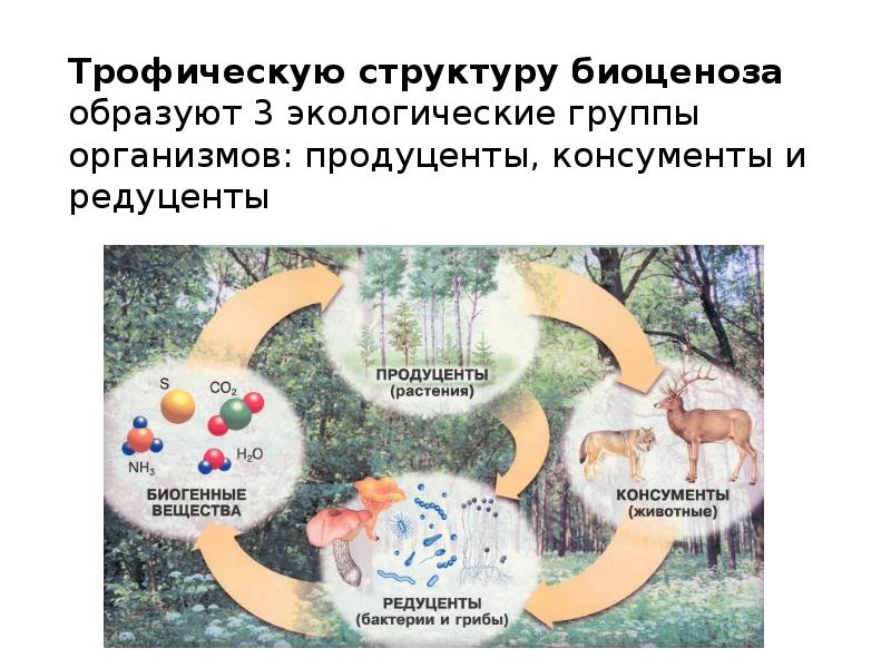 Трофическая структура экосистемы презентация