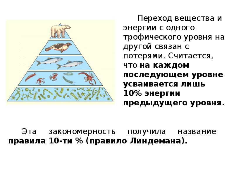 Сколько процентов энергии доходит до второго трофического уровня на приведенной схеме