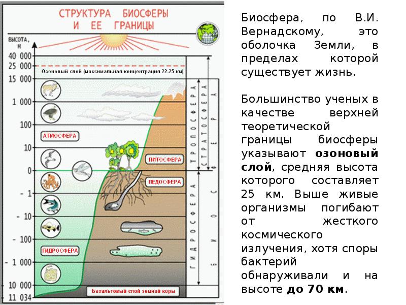 Нарисуйте схему границы биосферы покажите штриховкой область земли в которой существует