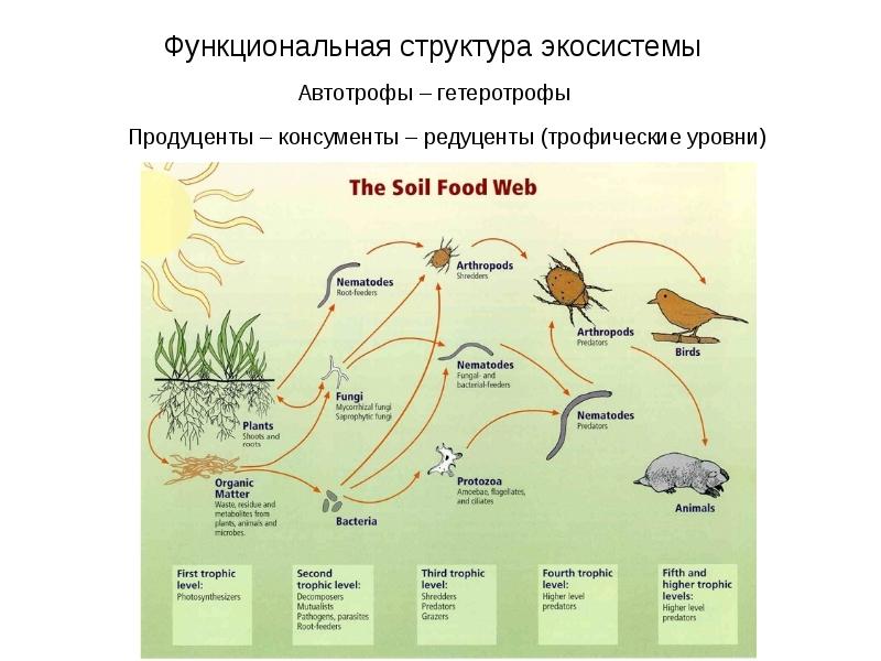 Схема трофической структуры водоема