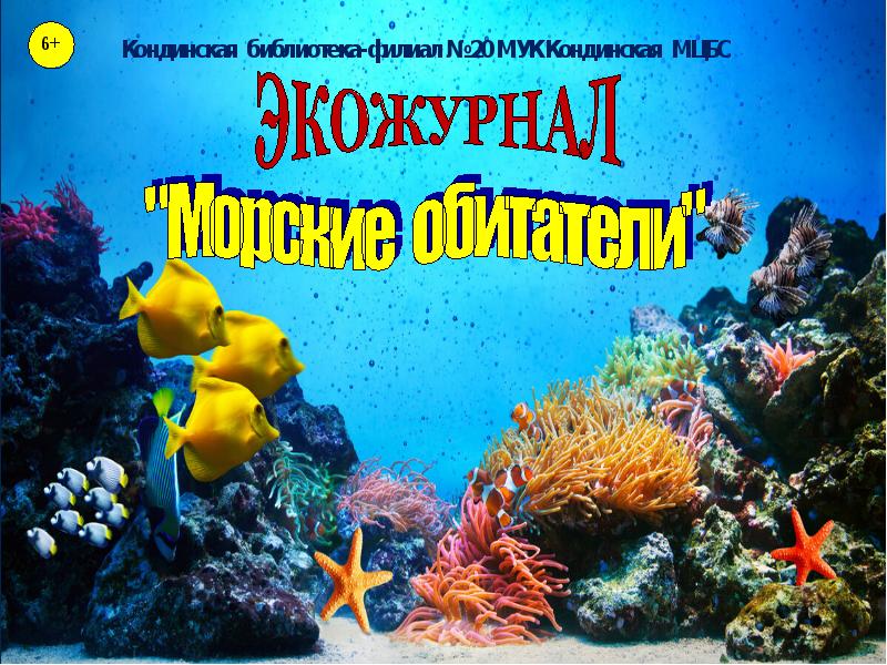 Морской конек презентация