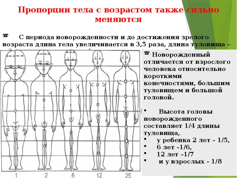 Возрастная анатомия и физиология тесты с ответами