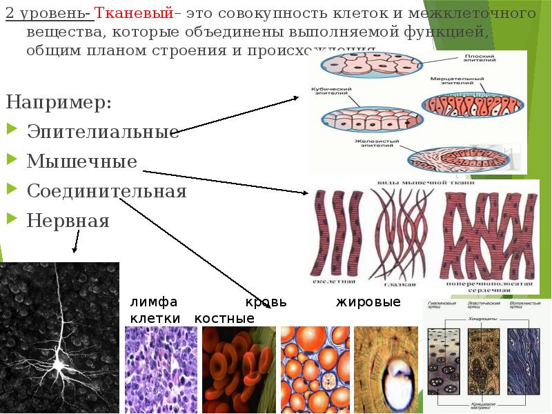 Совокупность клеток и межклеточного вещества