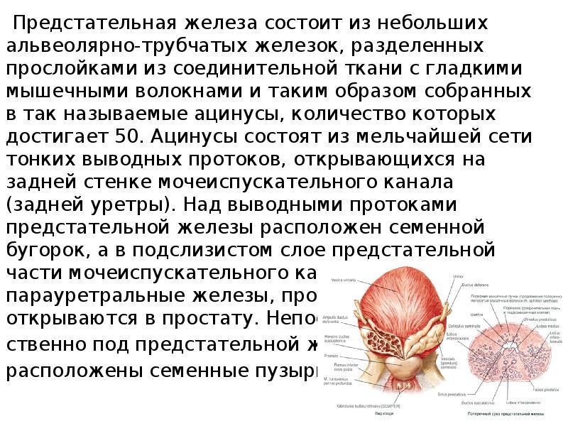 Железы состоят из