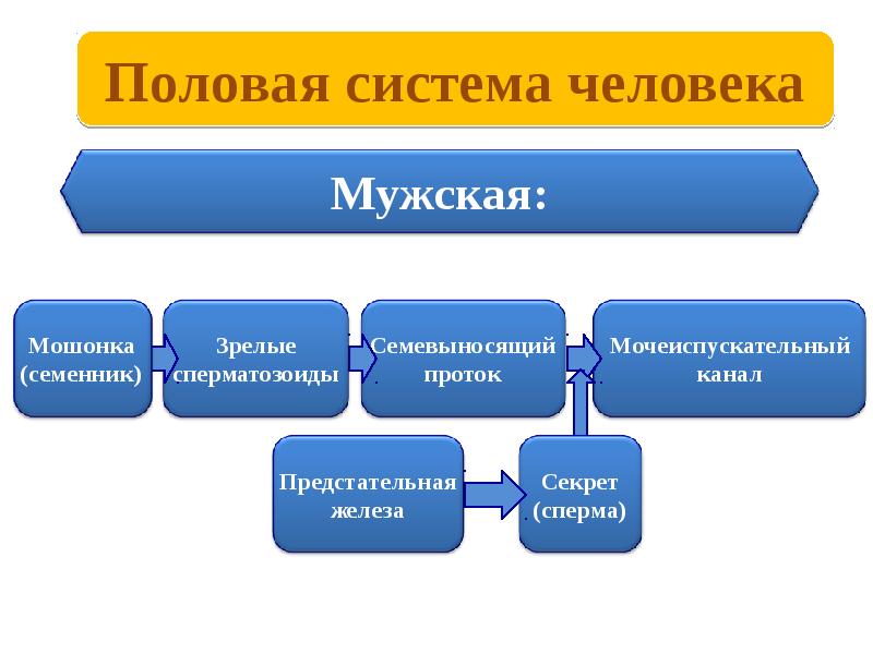 Презентация размножение человека