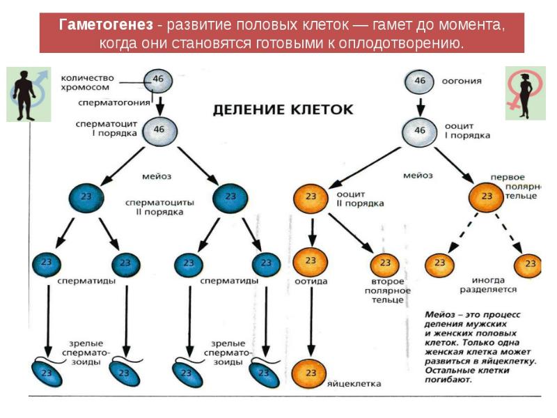 Презентация по биологии 8 класс размножение и развитие человека