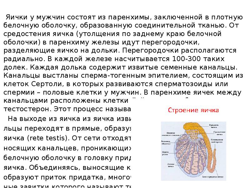 Появление оболочек яиц