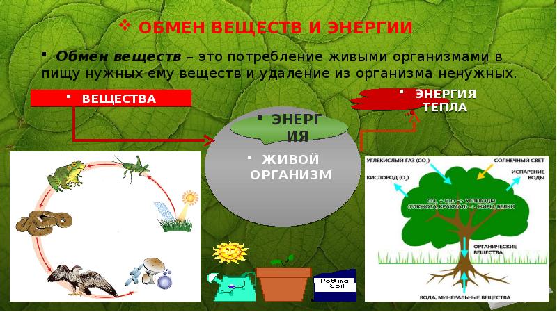 Образование веществ в живом организме