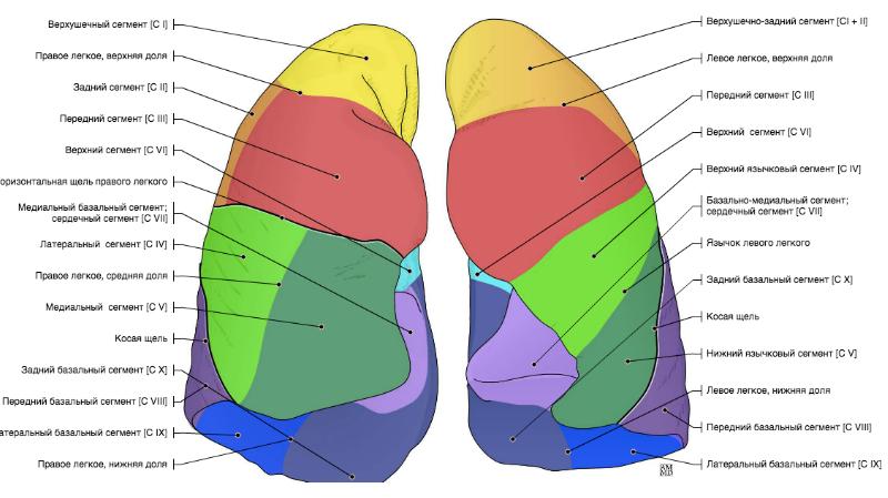 Бронхолегочные сегменты схема