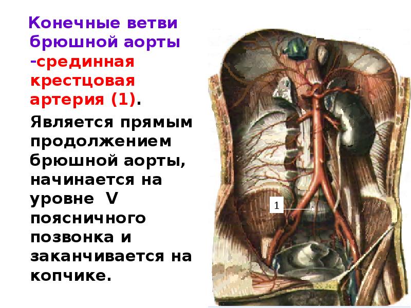 Конечные ветви. Конечные ветви брюшной аорты. Конечные ветви аорты. Конечные ветви брюшной артерии. Висцеральные ветви брюшной аорты.