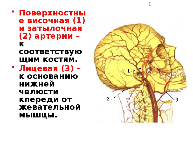 Где находится височная артерия у человека фото